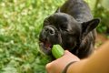 犬が散歩中に水を飲…の画像