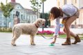 犬のウンチでわかる…の画像