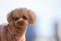 犬が『困っている』…の画像