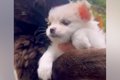 大きな犬には強気な…の画像