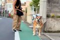 散歩中の犬を発見し…の画像