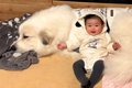 超大型犬が『赤ちゃ…の画像