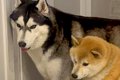 父が玄関先で来客対…の画像