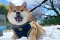 犬が初めて『雪』を…の画像