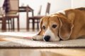 犬を悲しませている…の画像