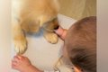 大型犬の子犬と赤ち…の画像