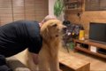 お風呂嫌いの大型犬 …の画像