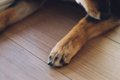 犬が『自分の足を噛…の画像