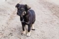 捨て犬・迷子犬がい…の画像