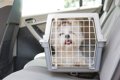 犬を連れて『帰省』…の画像