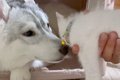 子猫を拾ったハスキ…の画像