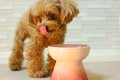 犬にご飯を与えると…の画像