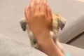パパを見つめる犬→視…の画像
