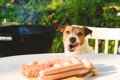 犬にソーセージを与…の画像