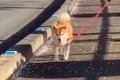 散歩する犬をこっそ…の画像