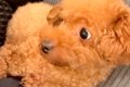 『犬語でワンコに話…の画像