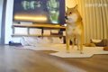 臆病な犬と猫の留守…の画像