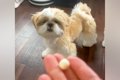 犬のオヤツを投げた…の画像