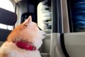 車に乗った犬が『お…の画像