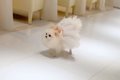 結婚式で『リングド…の画像