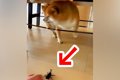 『カブトムシ』を犬…の画像