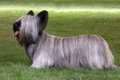 【獣医師監修】スカ…の画像