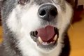 パパのことが大好き…の画像
