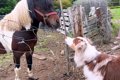 牧羊犬が初めて『牧…の画像