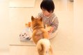 赤ちゃんと犬がコソ…の画像