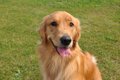 『優しい性格の犬種…の画像