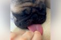 寝ている犬の『ベロ…の画像