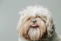 犬の『毛質を悪くす…の画像
