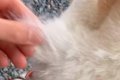 ズボズボ抜ける柴犬…の画像
