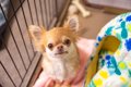 犬だけの『留守番』…の画像