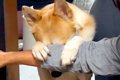 『いないいないばあ…の画像