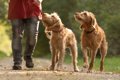 犬は高齢になると新…の画像