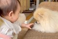 赤ちゃんと犬が一緒…の画像