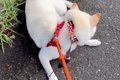 散歩中、足が痛くな…の画像
