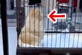トリミングサロンへ…の画像