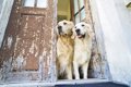 犬が飼い主を『待ち…の画像