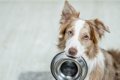 犬が食べ物を欲しが…の画像