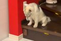 階段の段差を目の前…の画像