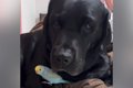 インコを抱いている…の画像