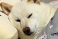 犬を『甘やかして大…の画像