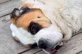 55キロの超大型犬→小…の画像