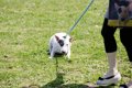 犬が『散歩中に歩か…の画像