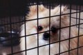 犬が『悲しい表情』…の画像