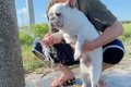 海で遊んだ後に犬を…の画像