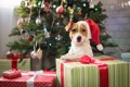 犬とのクリスマスで…の画像