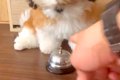 犬に『ベルを鳴らし…の画像